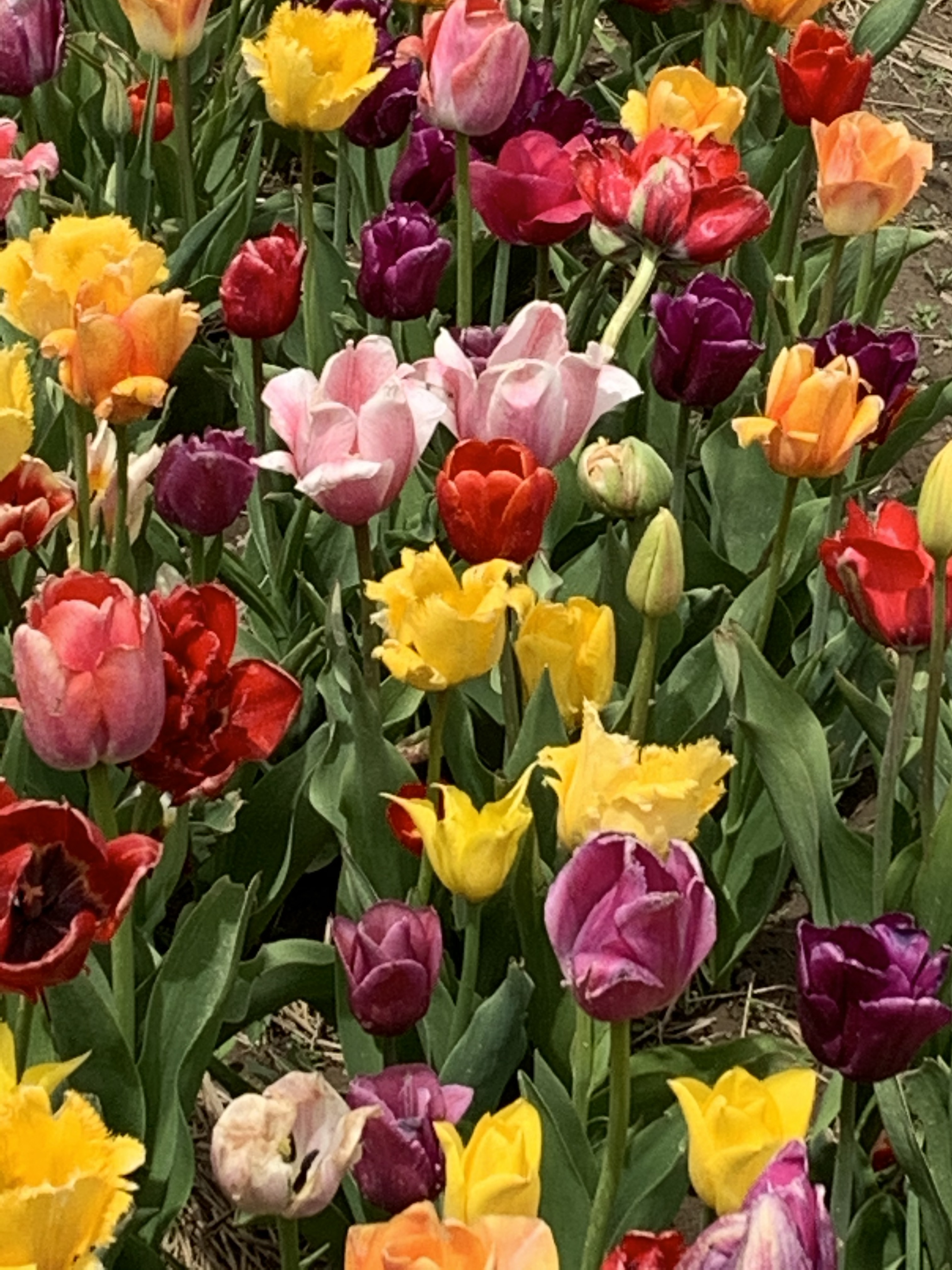 C9kJ+u5FSouSYxQtqkL1CA