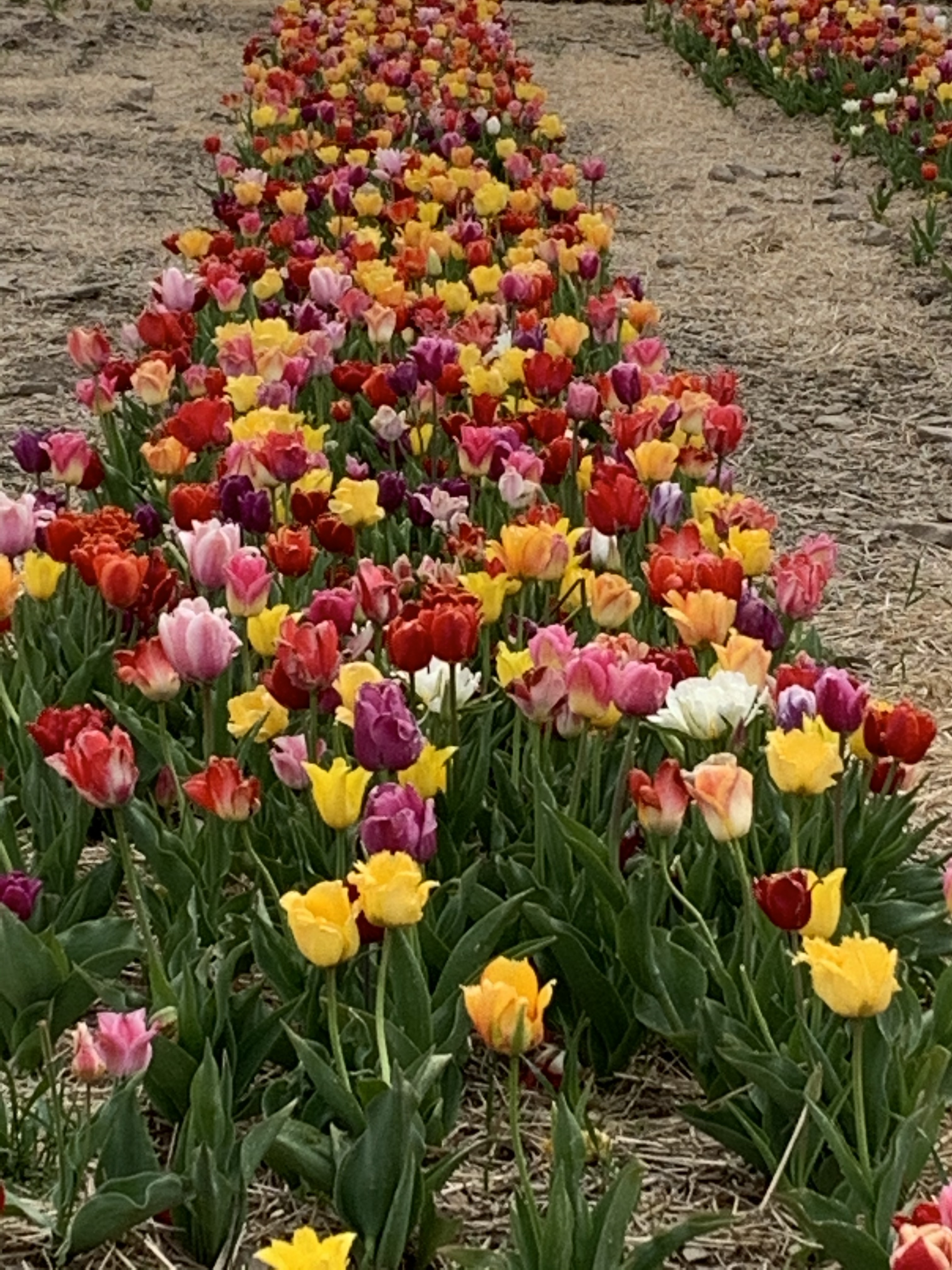 LAe56mzyRVeI3PKSETUY0A