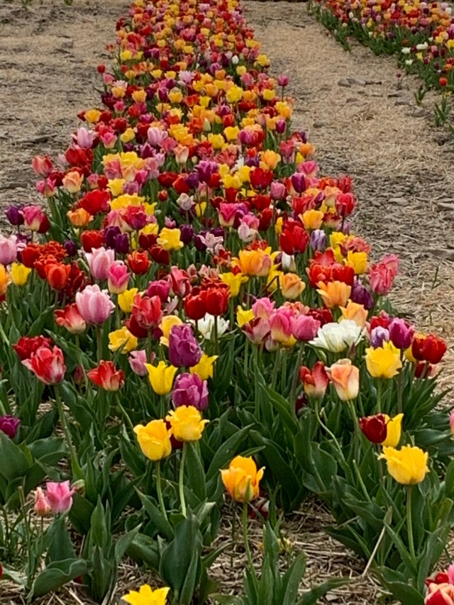 LAe56mzyRVeI3PKSETUY0A