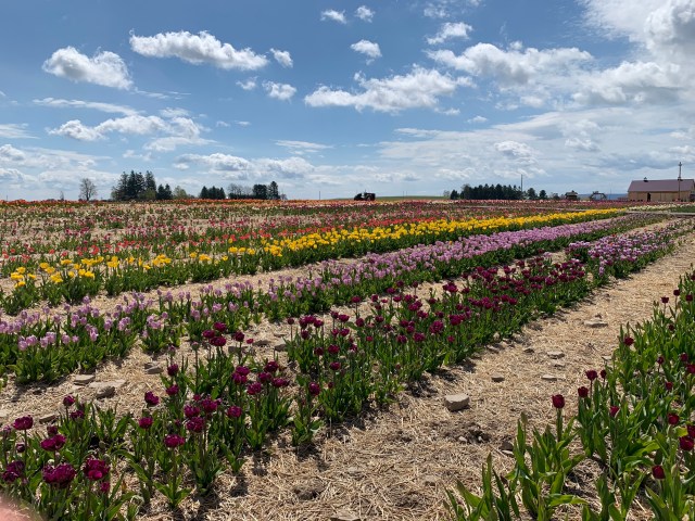 o5iUVum7RGymEOhNtdR1Cw