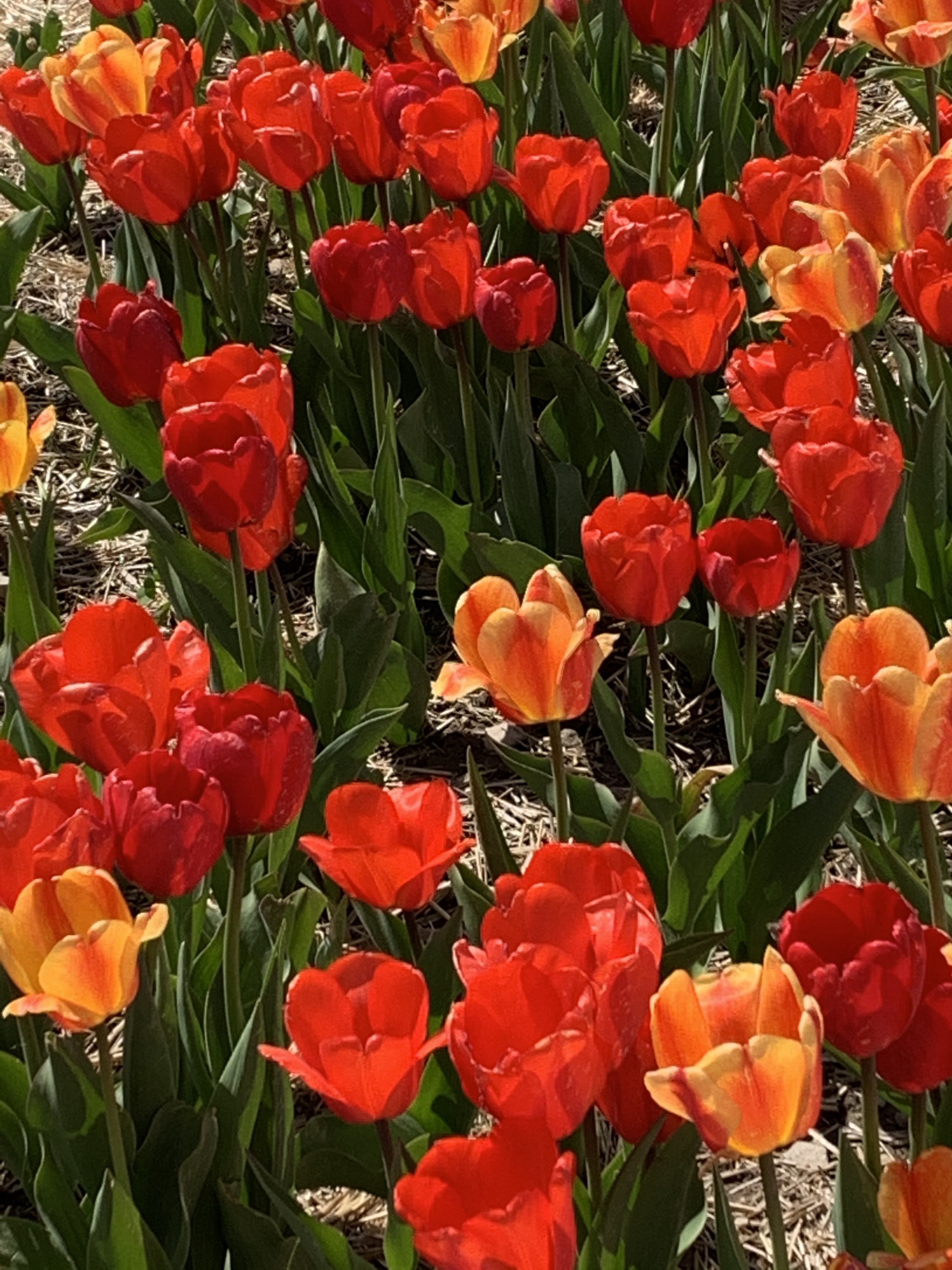 QdSMIQGJS8CUnxy+aXcUPA